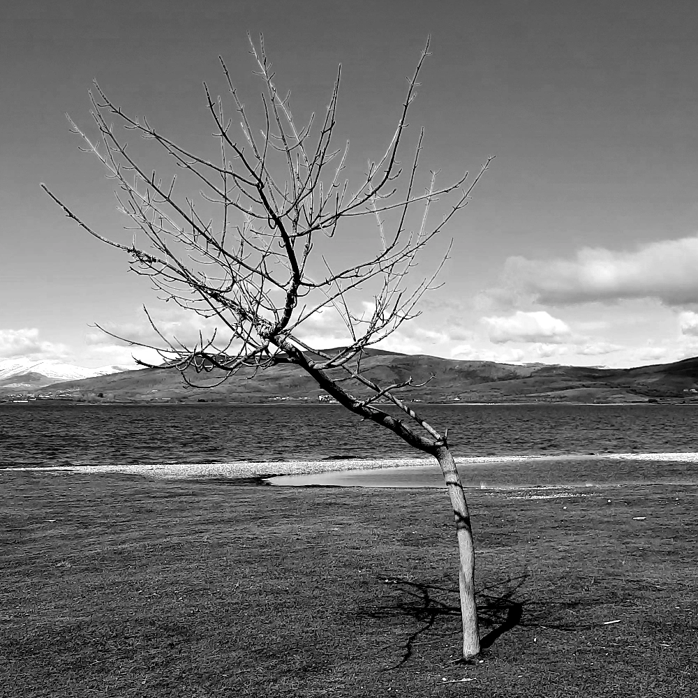 Collage mit Baum und Text